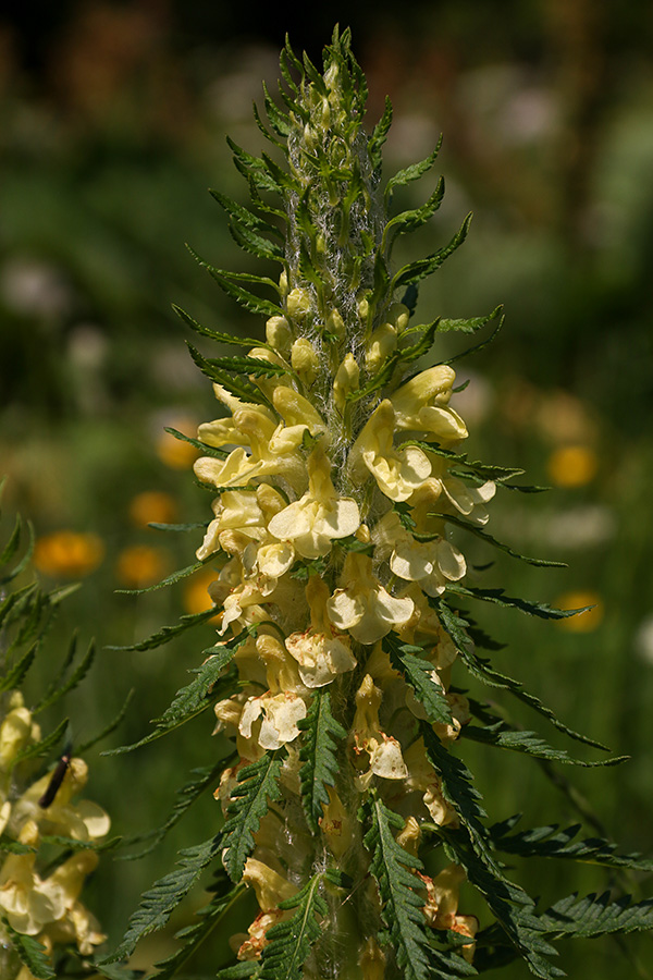 Hacquetov ušivec 
Hacquetov ušivec.
Ključne besede: hacquetov ušivec pedicularis hacquetii