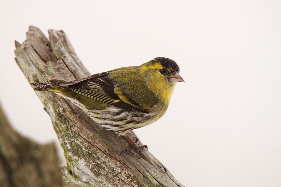 Čižek
Čižek.
Ključne besede: čižek carduelis spinus