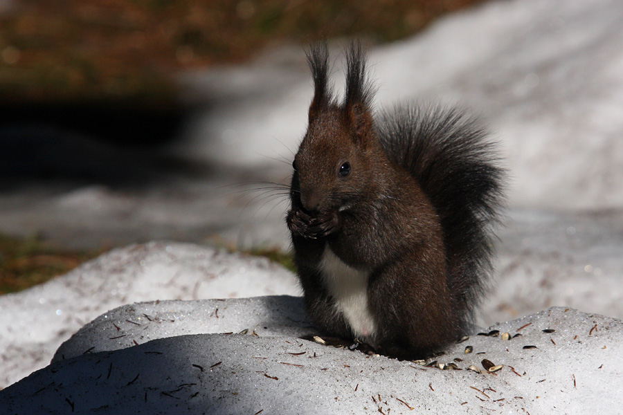 Veverica VII.
Spet hrana ...
Ključne besede: veverica sciurus vulgaris