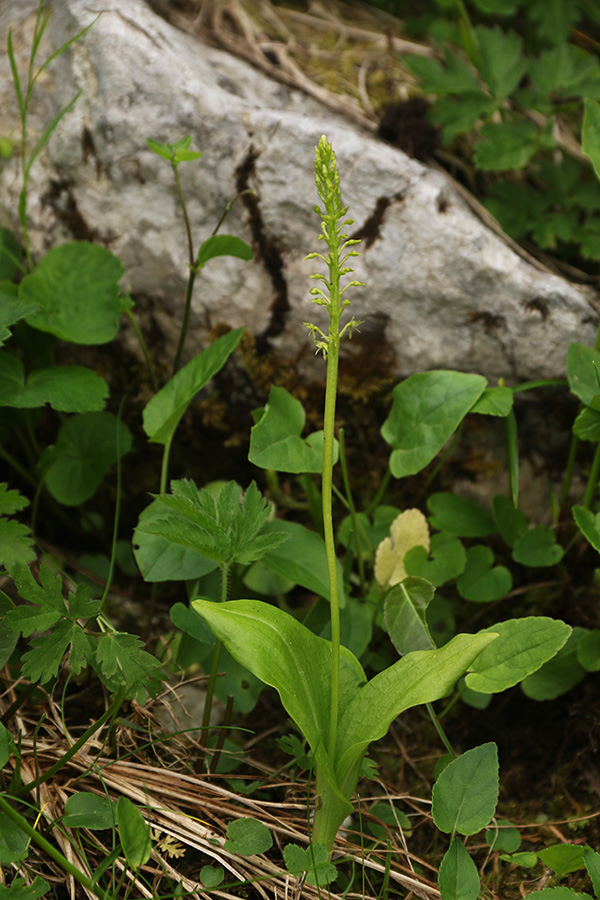 Enolistna plevka
Letos so res pohitele. Črna prst.
Ključne besede: enolistna plevka malaxis monophyllos