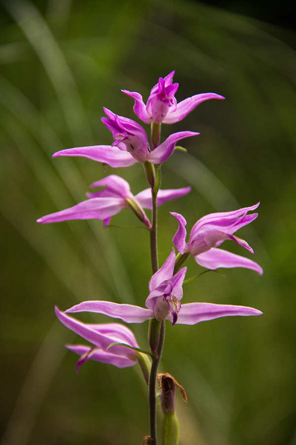 Rdeča naglavka
Počasi že venijo. Pot na Kriške pode iz doline Zadnjica.
Ključne besede: rdeča naglavka cephalanthera rubra