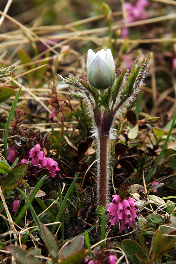 V dobri družbi
Alpski kosmatinec v družbi spomladanske rese.
Ključne besede: alpski kosmatinec spomladanska resa pulsatilla alpina erica herbacea