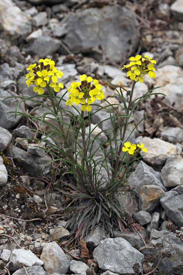 Gozdni šebenik
Z lepo rumeno barvo cvetov popestri melišča pod Studorjem.
Ključne besede: gozdni šebenik erysimum sylvestre