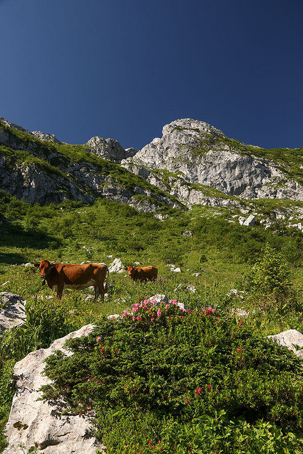 Pod Črno prstjo
Pod Črno prstjo.
Ključne besede: črna prst