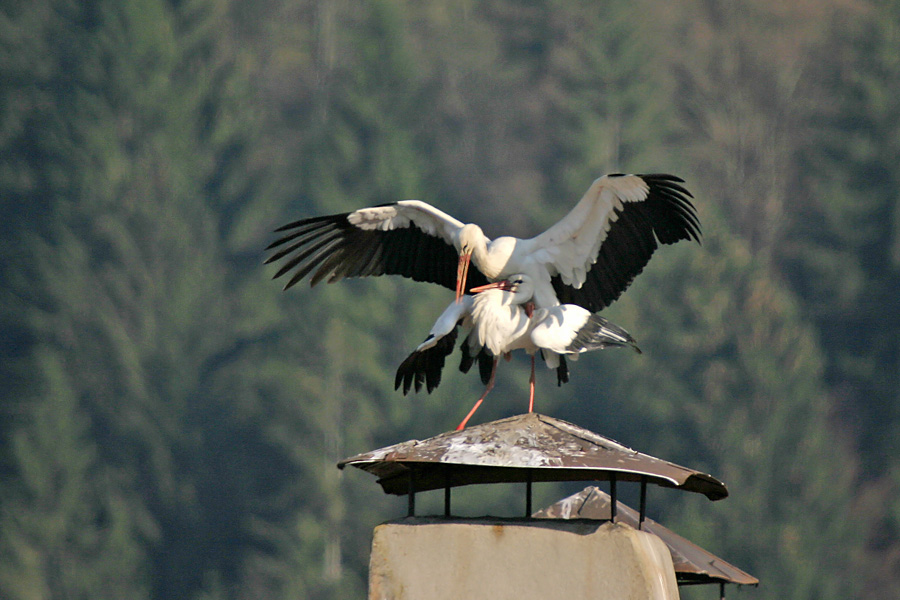 Štorklji v Bohinju
Kaj so počele štorklje v Bohinju...
Ključne besede: bela štorklja ciconia ciconia