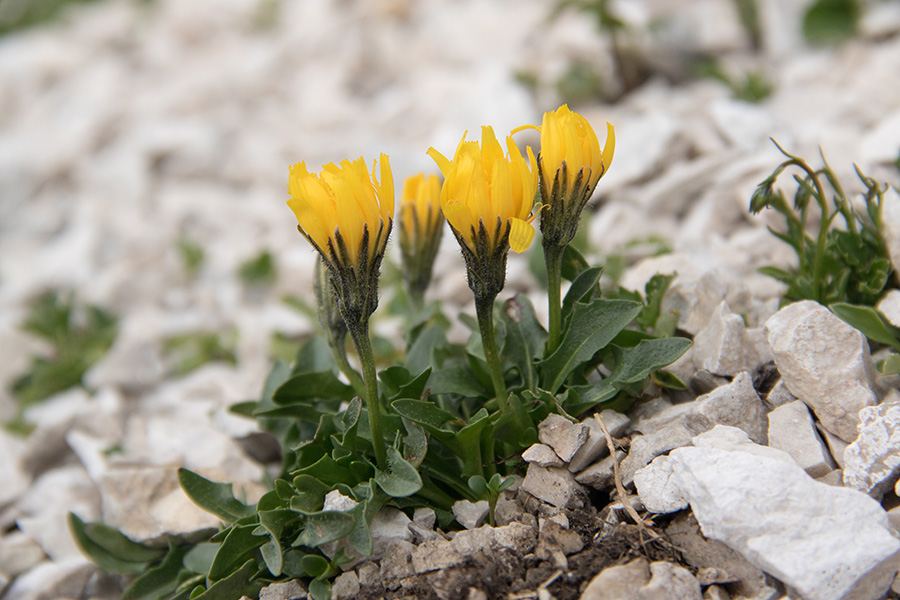 Črnodlakavi visokogorski gadnjakovec
Pogost gadnjakovec na Kaninu.
Ključne besede: črnodlakavi visokogorski gadnjakovec scorzoneroides montana subsp. melanotrichia