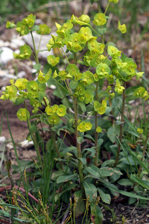 Mandljevolistni mleček
V gozdovih in na njegovih obrobjih. 
Ključne besede: mandljevolistni mleček euphorbia amygdaloides