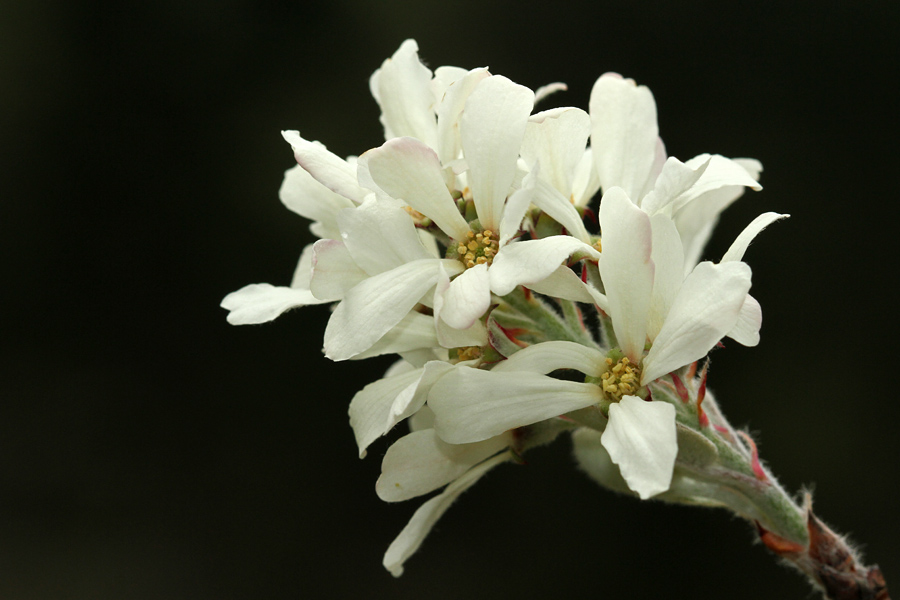 Šmarna hrušica
Pobočja pod Studorjem.
Ključne besede: šmarna hrušica amelanchier ovalis