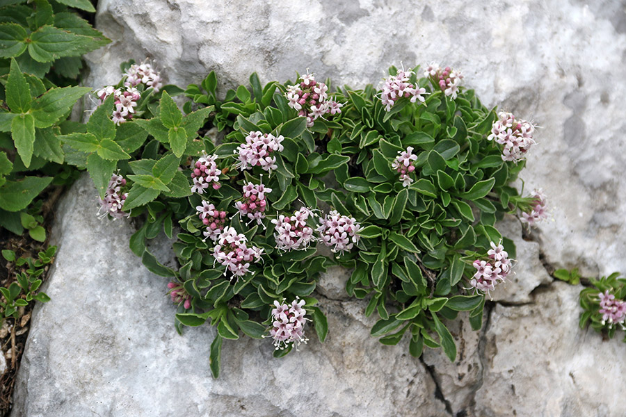 Nizka špajka
Najbolj zastopana špajka na Kaninu.
Ključne besede: nizka špajka valeriana supina