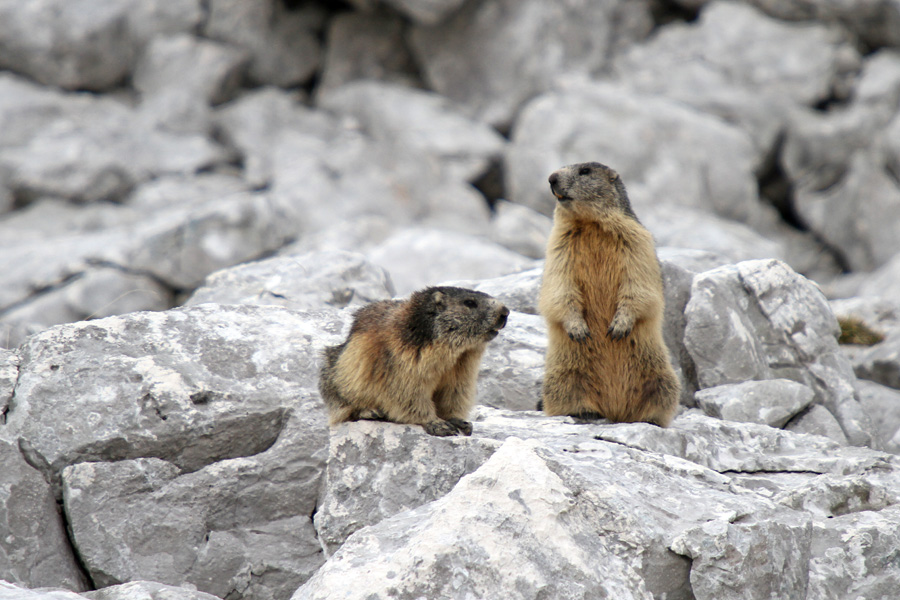 Svizca
Svizci so me spremljali vso pot po dolini Triglavskih jezer.
Ključne besede: alpski svizec marmota marmota