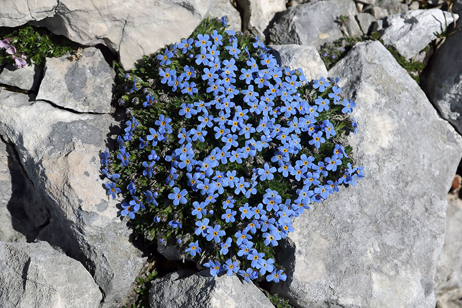 triglavska neboglasnica
Vrh Velikega Špičja krasijo triglavske neboglasnice.
Ključne besede: triglavska neboglasnica eritrichum nanum