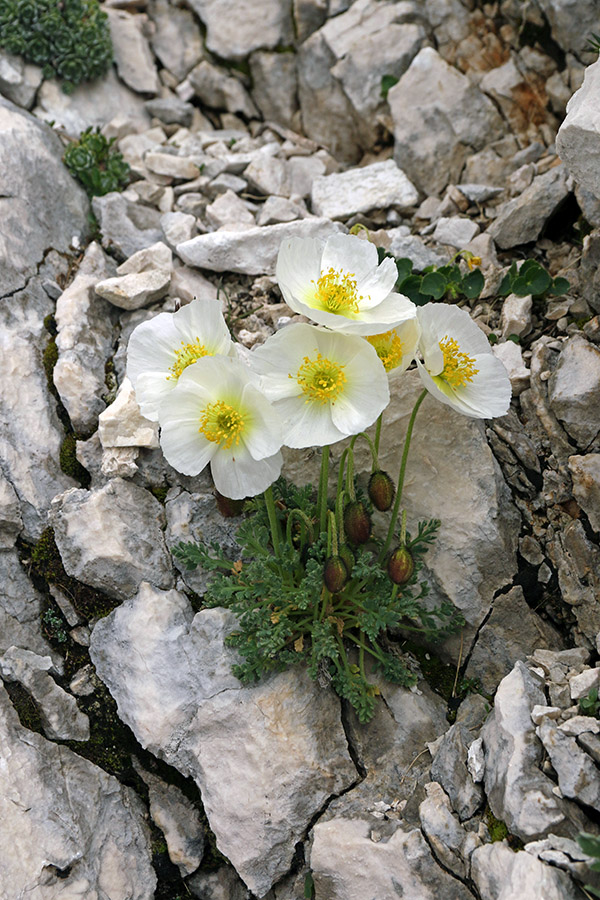 Julijski mak
Pogost na Kaninu. Pogost je tudi rumeni retijski mak.
Ključne besede: julijski mak papaver alpinum subsp. ernesti-mayeri