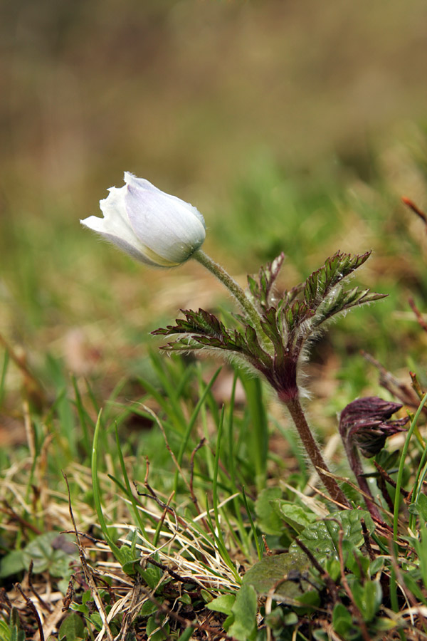 Mladi kosmatinec
Alpski kosmatinec.
Ključne besede: alpski kosmatinec pulsatilla alpina