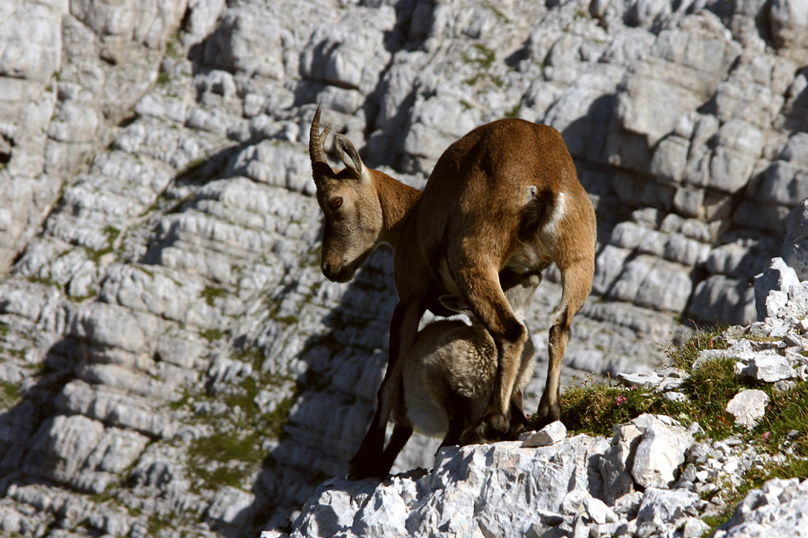 Žeja
Ko mladič postane žejen... Špik Hude police.
Ključne besede: kozorog capra ibex ibex