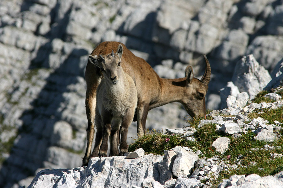 Mati z mladičkom
Kozoroginja z mladičkom. Kot vsi mladiči so tudi kozorogi pravi firbci. Špik Hude police.
Ključne besede: kozorog capra ibex ibex