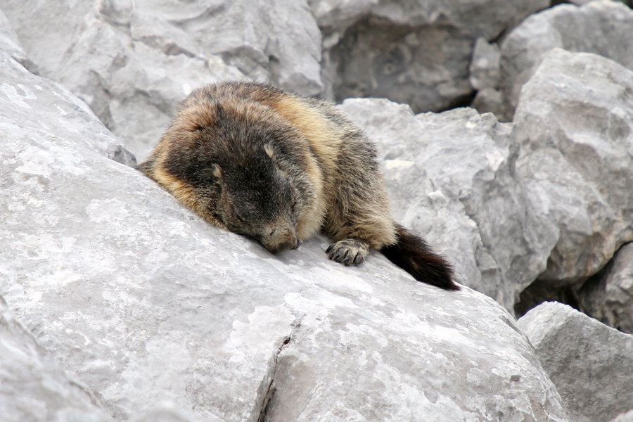Svizec II.
Ta se ni pustil motiti pri počitku.
Ključne besede: alpski svizec marmota marmota