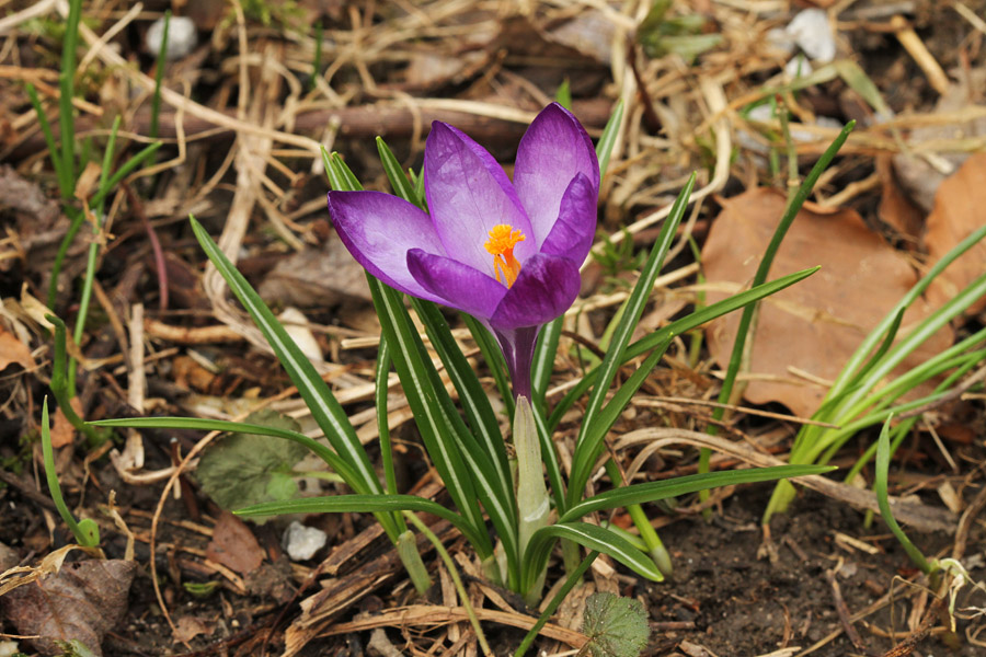 Pomladanski žafran
Pomladanski žafran.
Ključne besede: pomladanski žafran crocus vernus
