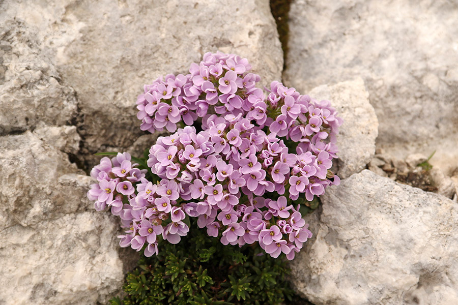 Okroglolistni mošnjak
S poti na Kanin.
Ključne besede: okroglolistni mošnjak thlaspi rotundifolium