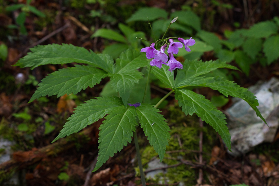 Peterolistna konopnica
Peterolistna konopnica pri slapu Grmečica.
Ključne besede: peterolistna konopnica cardamine pentaphyllos