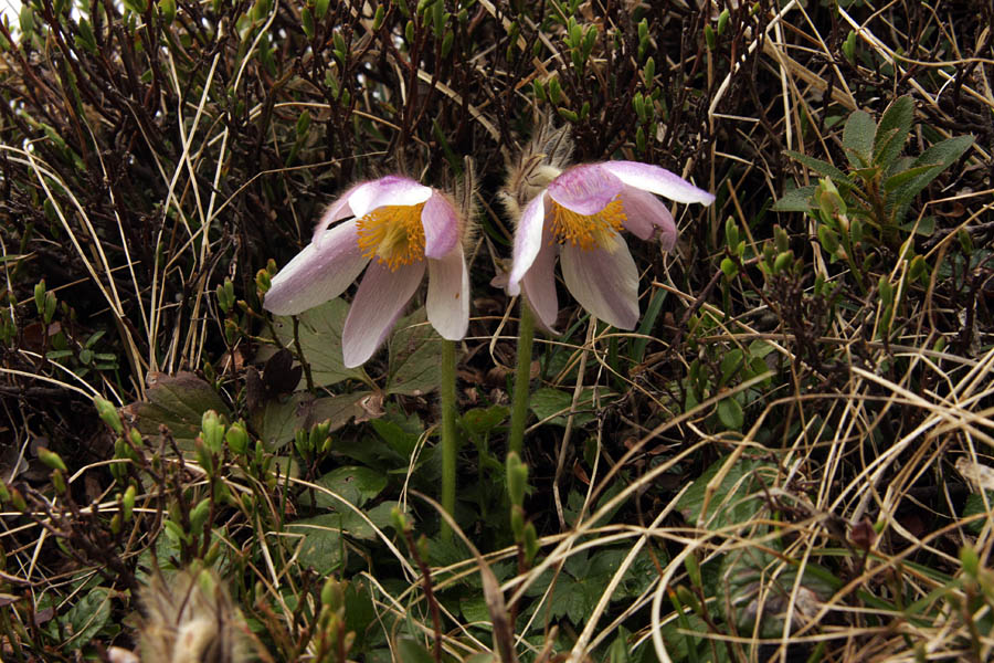 Parček
Spomladanski kosmatinec v paru.
Ključne besede: spomladanski kosmatinec pulsatilla vernalis