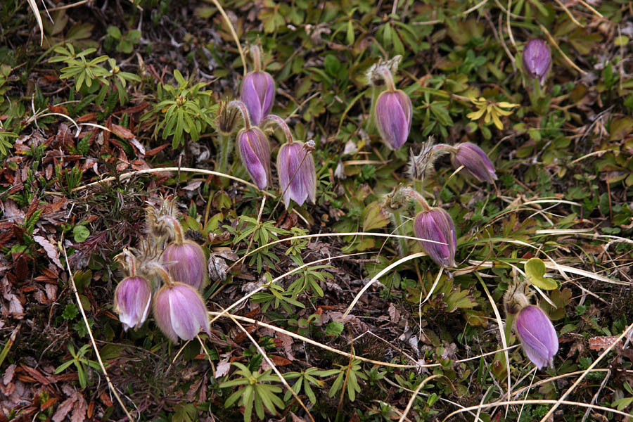 Skupinica I.
Rastišče spomladanskega kosmatinca.
Ključne besede: spomladanski kosmatinec pulsatilla vernalis