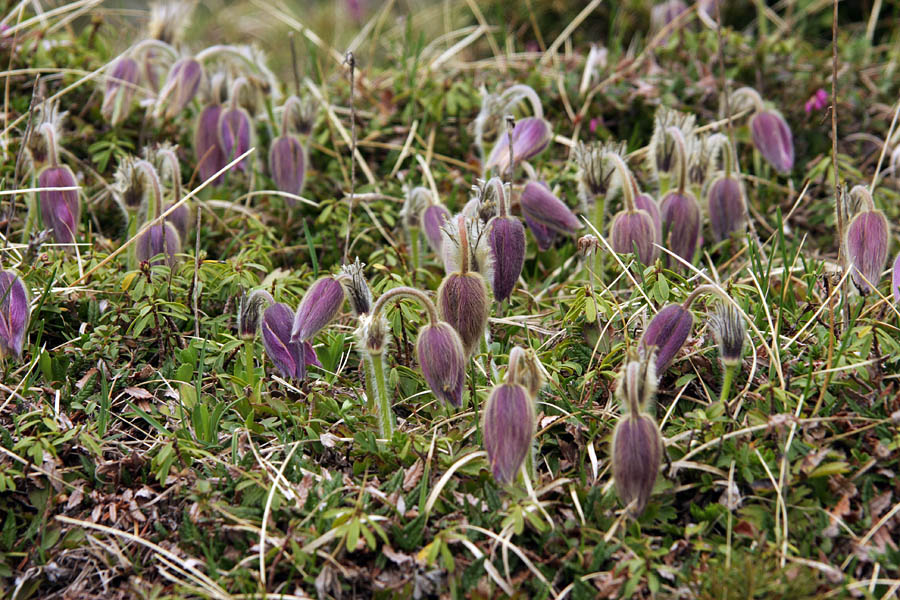 Skupinica II.
Le na par kvadratnih metrih se nahaja rastišče spomladanskega kosmatinca. Ko ga najdeš si še bolj vesel.
Ključne besede: spomladanski kosmatinec pulsatilla vernalis