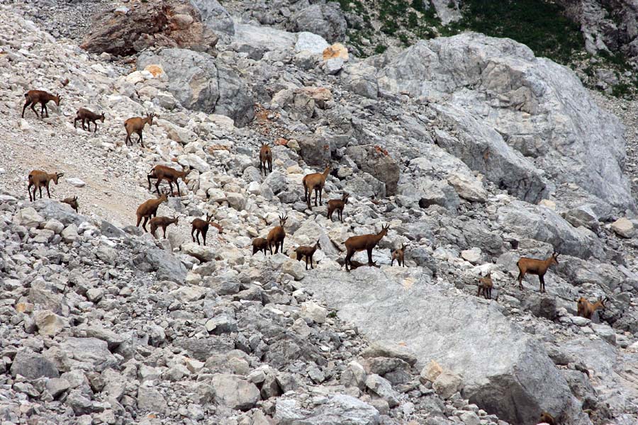 Trop gamsov II.
Trop gamsov nekoliko pobližje.
Ključne besede: gams rupicapra rupicapra