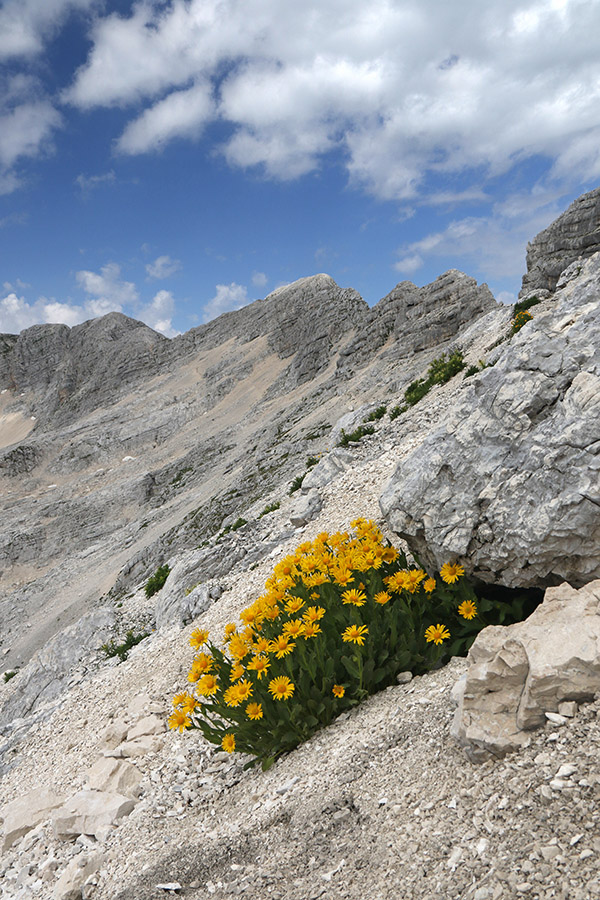 Velecvetni divjakovec
Ob poti na Kanin.
Ključne besede: velecvetni divjakovec doronicum grandiflorum