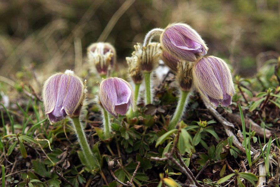 Spomladanski kosmatinec
Spomladanski kosmatinec (pulsatilla vernalis). Mnoge knjige trdijo, da pri nas ne raste. V Bohinjskih hribih pa ga je moč najti.
Ključne besede: spomladanski kosmatinec pulsatilla vernalis
