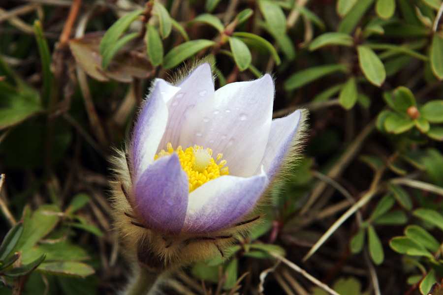 Na pol odprto
Še ne povsem odprt cvet spomladanskega kosmatinca. 
Ključne besede: spomladanski kosmatinec pulsatilla vernalis