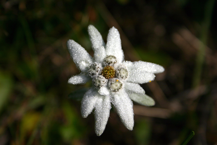 Planika
Planika (Leontopodium alpinum). Na Zadnjiškem Ozebniku.
Ključne besede: planika leontopodium alpinum
