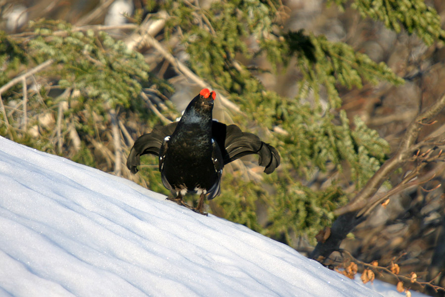 Kdo se upa tepsti z mano?
Ruševec na sliki je takole razkazoval svoje vrline. Danes se je le redkokateri spustil v boj z njim.
Ključne besede: ruševec tetrao tetrix