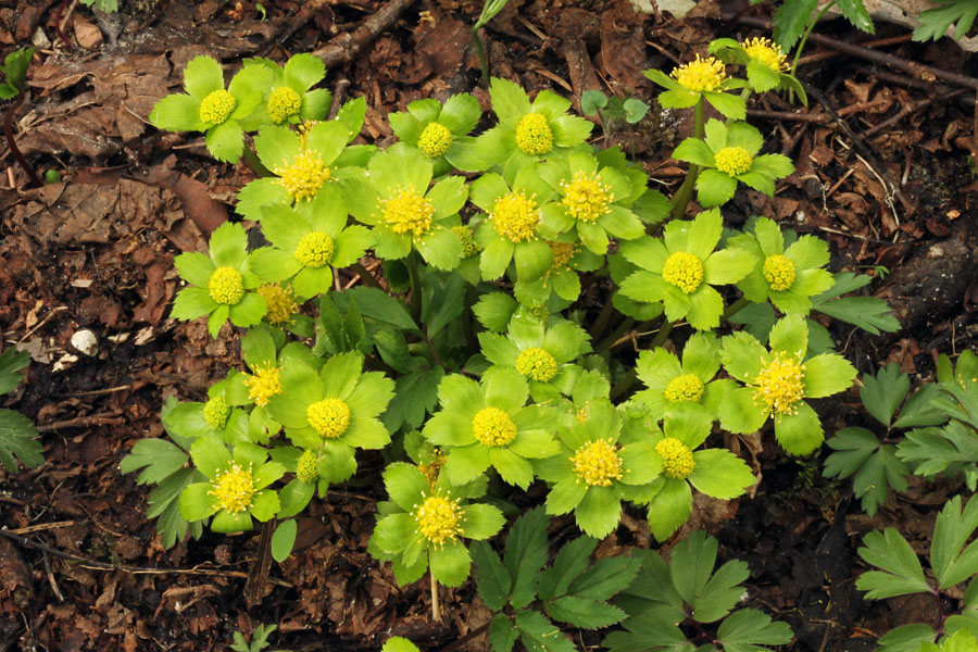Navadno tevje I.
Tevje bomo zgodaj spomladi našli v gozdovih in grmovnih pobočjih.
Ključne besede: navadno tevje hacquetia epipactis