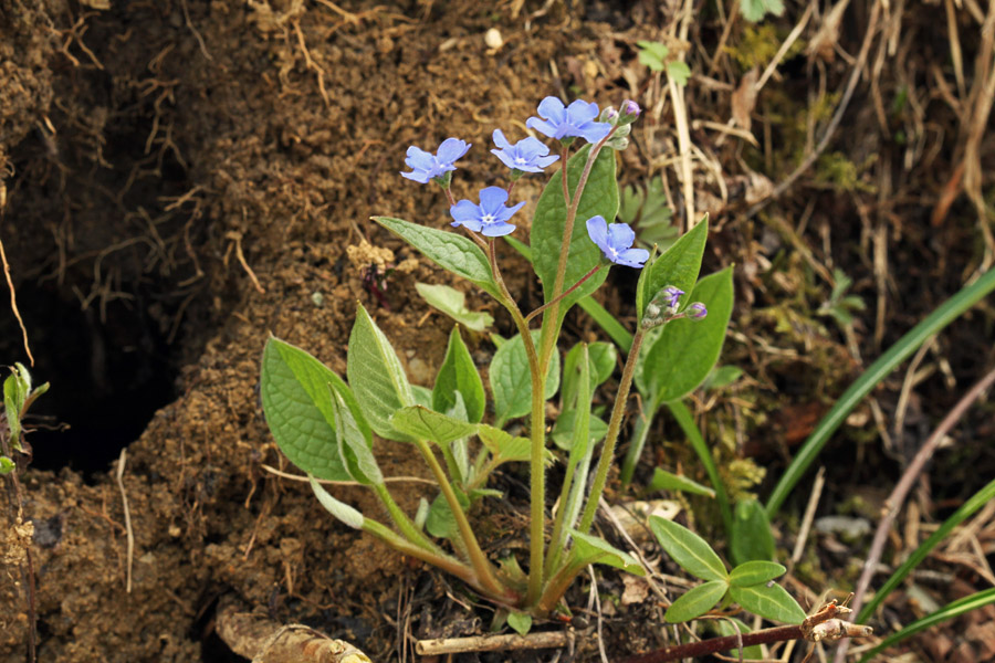 Spomladanska torilnica II.
Ne najdem podatka od kod rastlini tako ime?
Ključne besede: spomladanska torilnica omphalodes verna