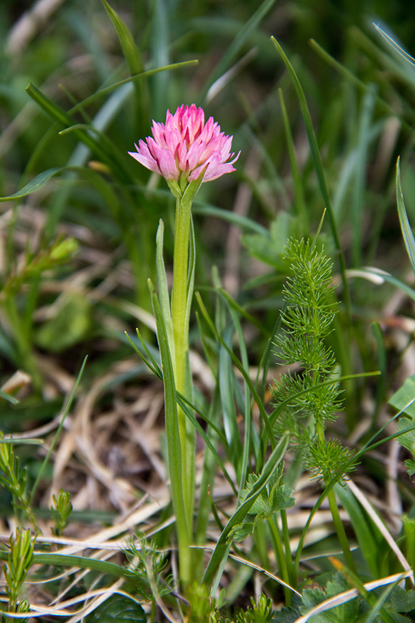 Janezova murka
Mlada janezova murka.
Ključne besede: janezova murka nigritella archiducis - joannis