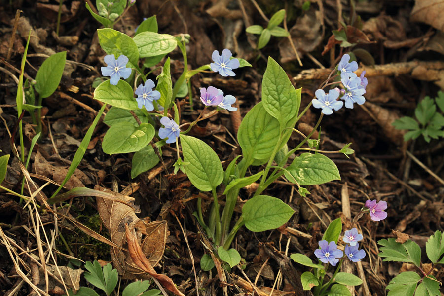Spomladanska torilnica I.
Spominčici podobna rastlina. Ravne v Bohinju.
Ključne besede: spomladanska torilnica omphalodes verna