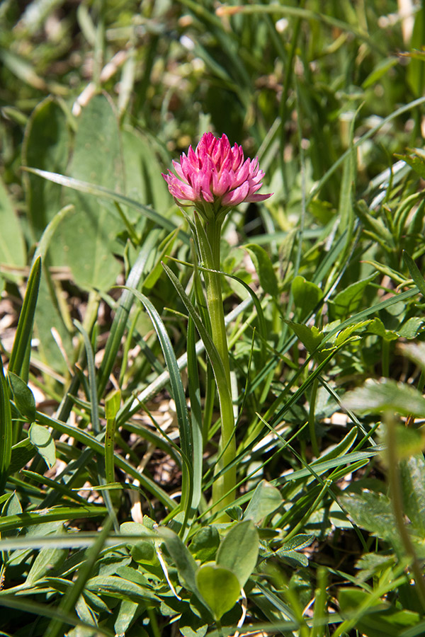 Janezova murka
Najredkejša murka pri nas.
Ključne besede: janezova murka nigritella archiducis - joannis