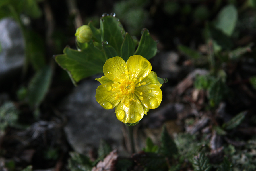 Izrodna zlatica
Najpogostejša visokogorska zlatica. Spremlja te kar nekaj višinskih metrov. Posnetek je s planine Poljana.
Ključne besede: izrodna zlatica ranunculus hybridus