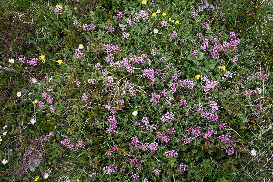 Progasti volčin
Progasti volčin v dolini Triglavskih jezer.
Ključne besede: progasti volčin daphne striata