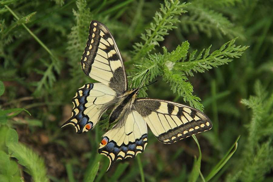 Lastovičar
Metulj lastovičar. Dobrava - Boh. Bistrica.
Ključne besede: metulj lastovičar papilio machaon