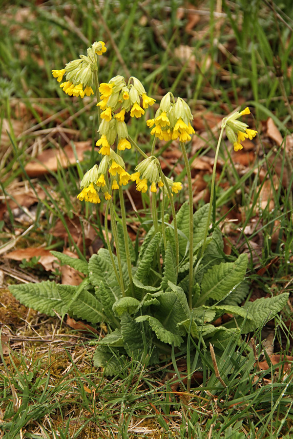 Pomladanski jeglič
Pomladanski jeglič v Ukancu.
Ključne besede: pomladanski jeglič primula veris