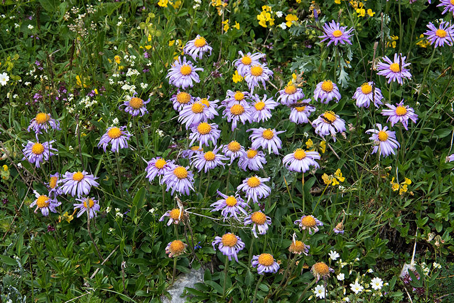 Alpska nebina
Lepi šopi alpske nebine na planini Ovčarija.
Ključne besede: alpska nebina aster alpinus