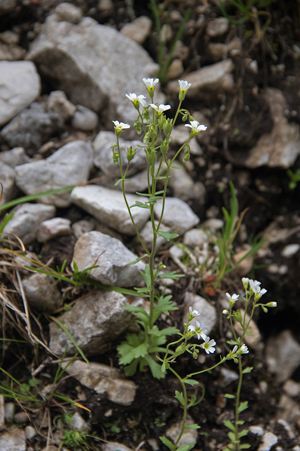 Kipeči kamnokreč
Kipeči kamnokreč v Bohinju še vedno nismo našli drugje kot na planini Dedno polje.
Ključne besede: kipeči kamnokreč saxifraga adscendens