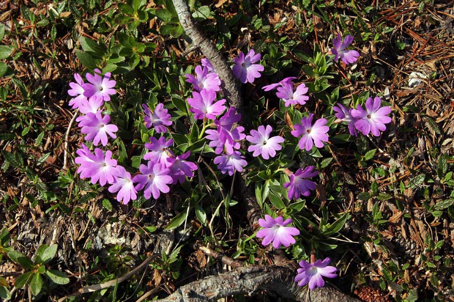 Wulfenov jeglič
Wulfenov jeglič (Primula wulfeniana) sva v bistvu že zamudila. Precej primerkov je uničilo zadnje deževje. Posnetek je izpod Velikega Raskovca.
Ključne besede: wulfenov jeglič primula wulfeniana