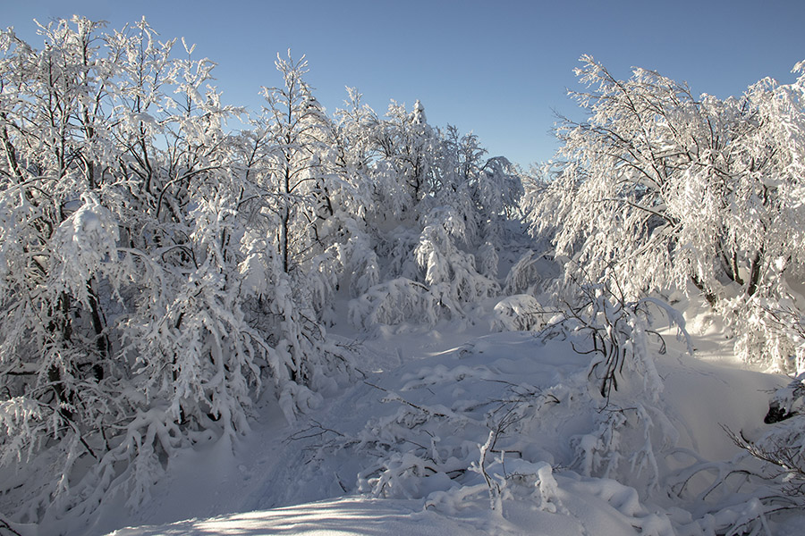 Zimska idila
Nedotaknjen zimski svet. Med Možicem in Čevžljem.
Ključne besede: soriška planina možic čevželj