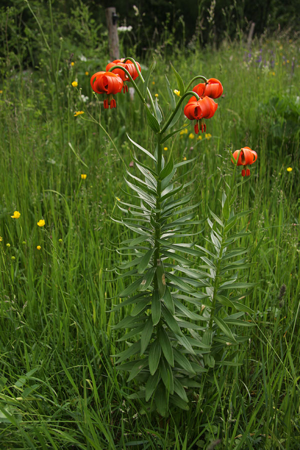 Zlata jabolka
Kranjska lilija (zlato jabolko) na svojem najnižjem rastišču v Bohinju.
Ključne besede: kranjska lilija zlato jabolko lilium carniolicum