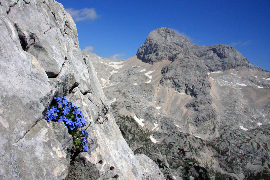Triglavske zadeve ...
Triglav s svojo neboglasnico. Z Mišelj vrha.
Ključne besede: mišelj vrh triglav triglavska neboglasnica eritrichum nanum