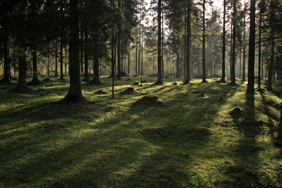 Jutro v gozdu
Jutro v gozdu ob potoku Grmečica. Med vasjo Log in Nomenj v Bohinju.
Ključne besede: jutro gozd grmečica nomen log bohinj
