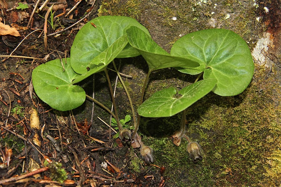 Navadni kopitnik
Navadni kopitnik skriva svoje cvetove na dnu med listjem. Oprašujejo ga mravlje.
Ključne besede: navadni kopitnik asarum europaeum