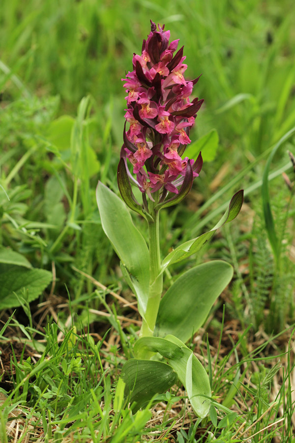 Bezgova prstasta kukavica II.
Pa še v rdeči varianti. V vasi Podjelje.
Ključne besede: bezgova prstasta kukavica dactylorhiza sambucina